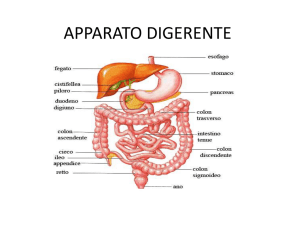 2B-APPARATO DIGERENTE del chiaro olanda