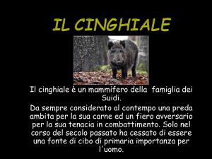 il cinghiale