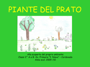 i fiori del prato - IC IPPOLITO NIEVO di CORDOVADO