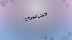 i celenterati - IC San Cipriano Picentino