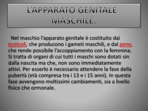 apparato genitale maschile