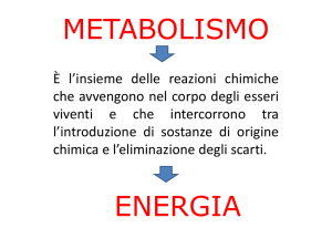 Metabolismo