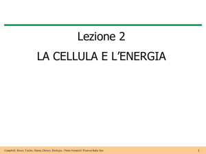 respirazione cellulare