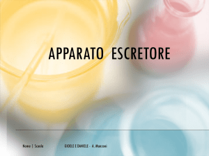 L`apparato escretore V A – Primaria Manzoni