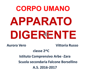 apparato digerente - Istituto Comprensivo Arbe Zara