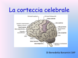 La corteccia celebrale