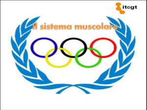 Il sistema muscolare - Carducci