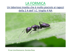 le formiche 2a
