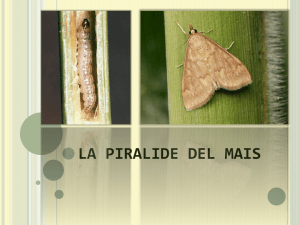 La piralide del mais (ppt)