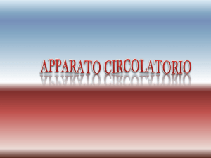 apparato circolatorio