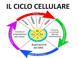 Ciclo Cellulare, Mitosi e Citodieresi Spiegati