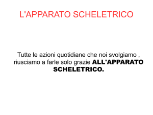 l`apparato scheletrico