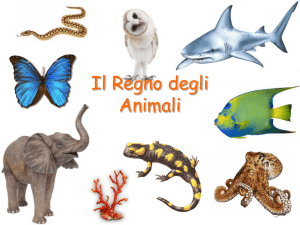 Il Regno degli Animali