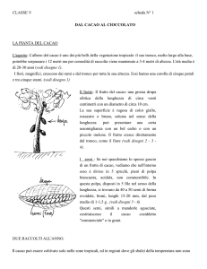 Dal Cacao al Cioccolato: Scheda Didattica per la Scuola Primaria