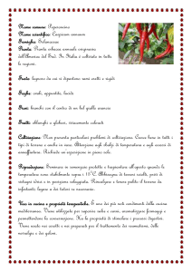 Nome comune: Ciclamino