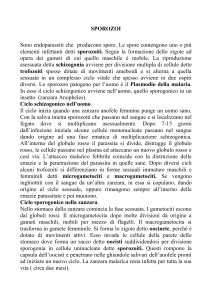 SPOROZOI
