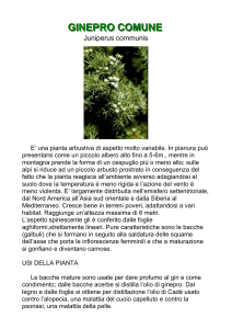 GINEPRO COMUNE
