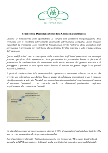 Studio della Decondensazione della Cromatina spermatica Durante