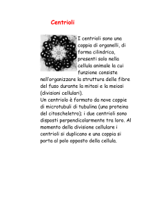 Centrioli