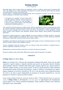 Ginkgo biloba - Share Dschola