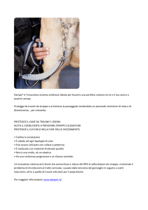 Collare anti shock - Mary`s Cavalier King