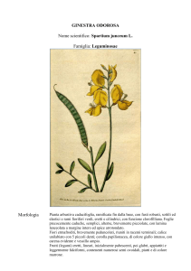 ginestra odorosa