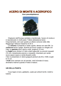 acero di monte 0 acerofico - Riserva Naturale Monte Serra di Sotto
