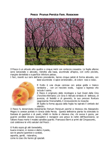 Pesco Prunus Persica Fam