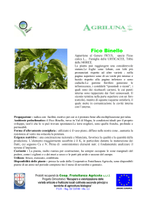 Fico Binello Appartiene al Genere FICUS, specie Ficus carica L