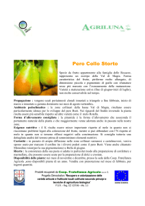 Pero Collo Storto