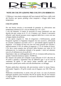 Hibiscus - Albani e Ruggieri