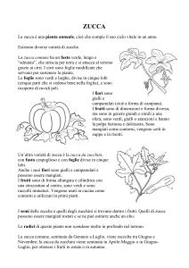 zucca - Share Dschola