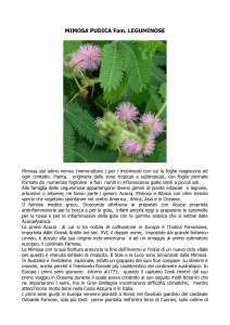 MIMOSA PUDICA Fam LEGUMINOSE