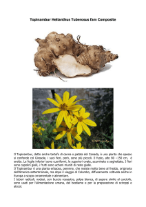 Topinambur Helianthus Tuberosus Fam Composite