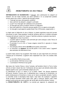 Cromatografia di una foglia-background
