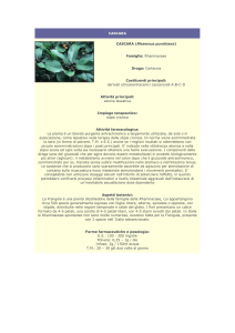 Cascara - Farmacia S. Antonio – Brescia