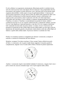 ciclo cellulare
