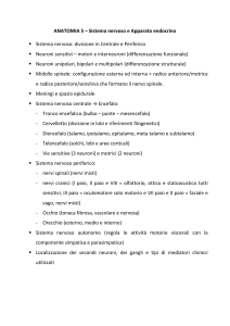 ANATOMIA 5 - e