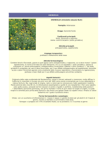 grindelia - Farmacia S. Antonio – Brescia