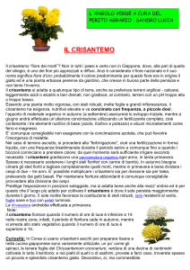 IL CRISANTEMO Il crisantemo “fiore dei morti”? Non in tutti i paesi e