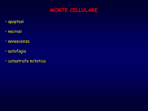 VALUTAZIONE DELL`APOPTOSI TEST PIU` UTILIZZATI