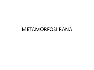 Metamorfosi della rana a cura di Giovanna Pia