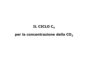 LEZ5_carbonio2