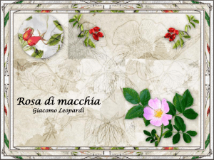 Rosa di macchia