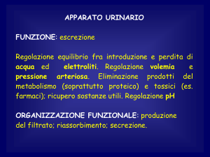 la filtrazione glomerulare