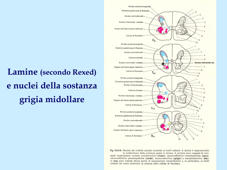 Midollo spinale, sostanza grigia Sezione trasversa C2