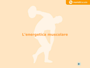 Energetica muscolare