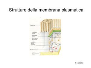 Strutture della membrana plasmatica