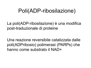 Poli(ADP-ribosilazione)