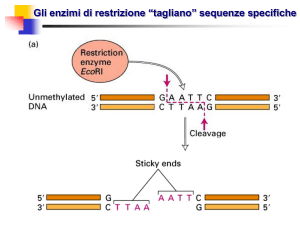 L`ingegneria genetica (il "taglia-e-cuci" del DNA)